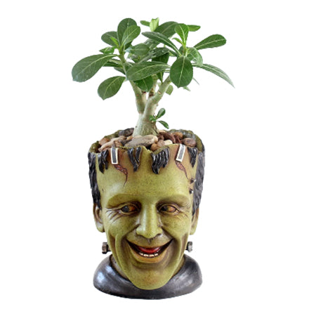 Frankie Flowerpot Head